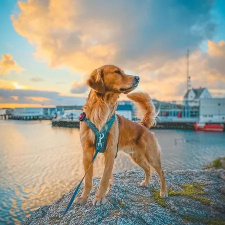 Bryggehotell Hotel Røst